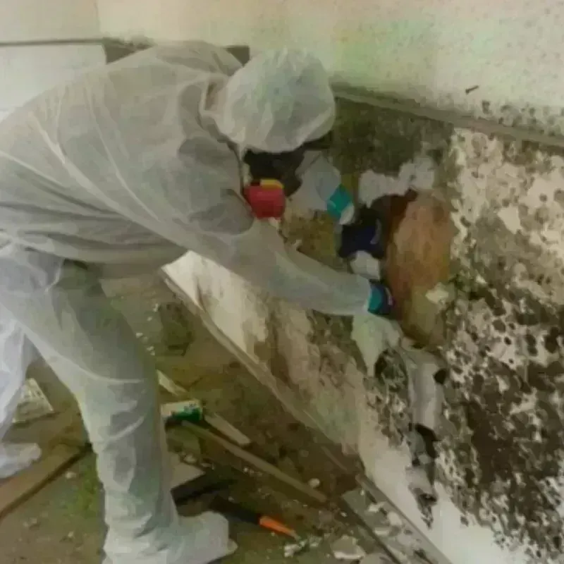 Mold Remediation and Removal in Shirley, MA